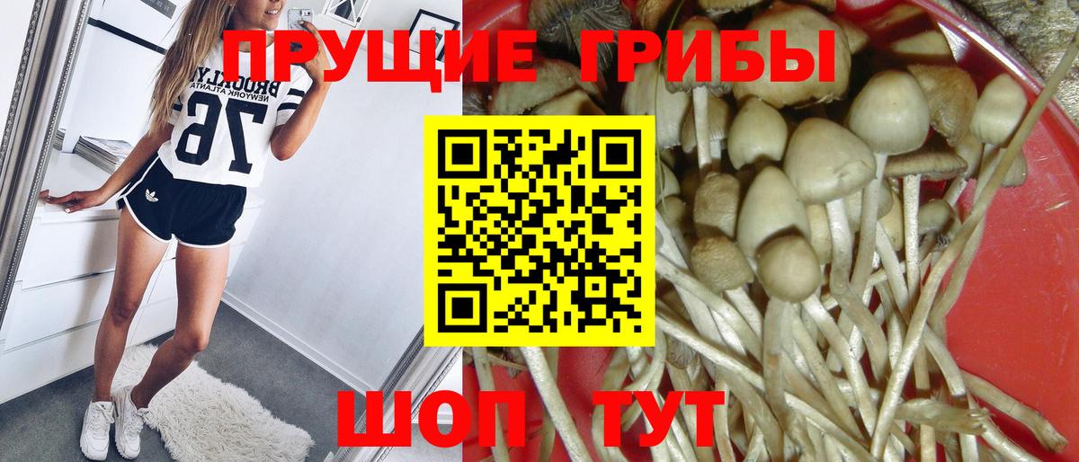 Галлюциногенные грибы GOLDEN TEACHER Кольчугино
